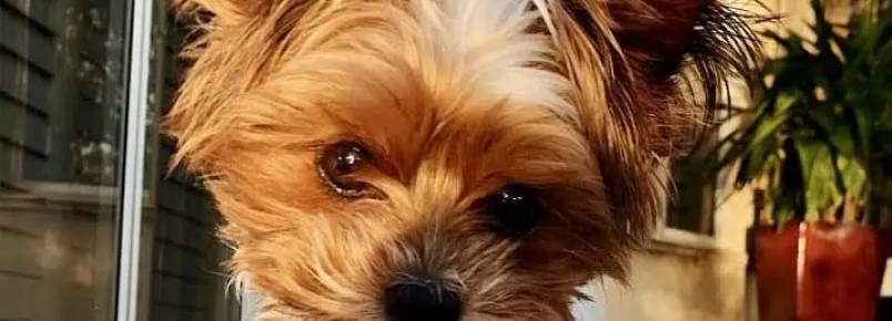 Cachorro feliz: 7 sinais de que o pet esta de bem com a vida